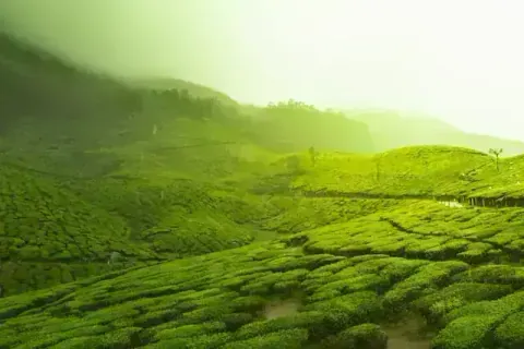 Munnar Tea Gardens Paradise